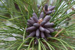 Slash pine